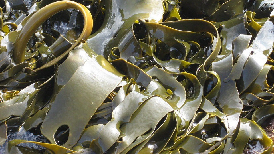 Buket Rumput Laut, Sweet Recipe – Yun&nbsp;E-hyeon