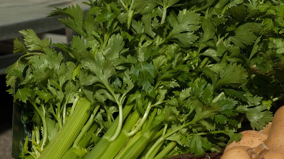 Seledri Tumis Pedas, Sweet Recipe – Yun&nbsp;E-hyeon