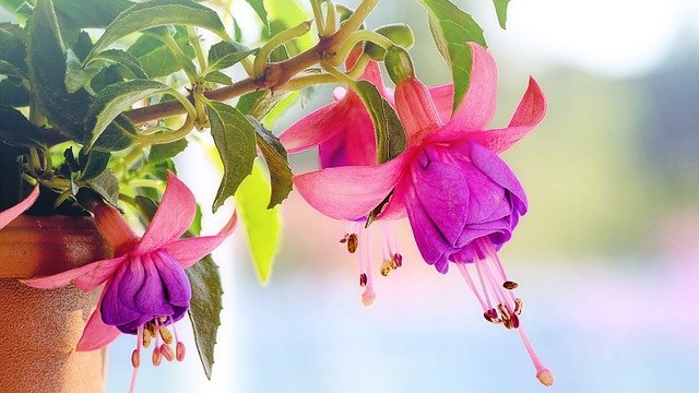 40 Kutipan dari Para Aromateur (Ahli&nbsp;Aroma)