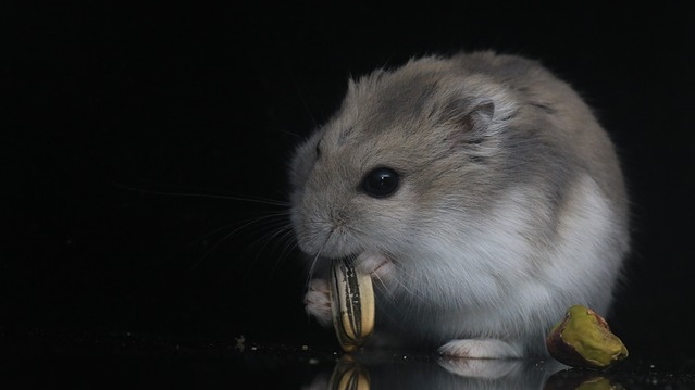 Apa Saja Makanan Hamster&nbsp;?