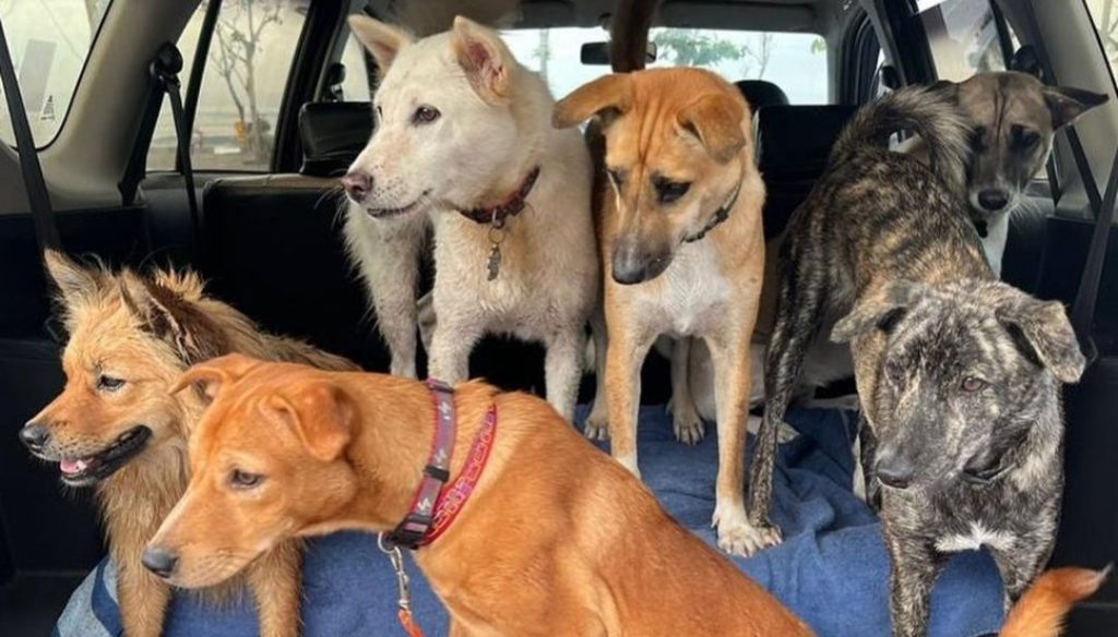 “Animals are Beautiful and Intelligent Creatures”, Story of Bali Animal&nbsp;Care