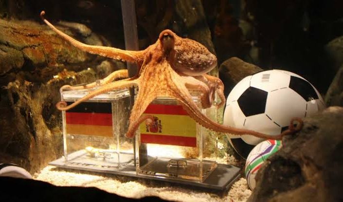 ⚽️🐙 Paul the Octopus: The Psychic Oracle of World Cup&nbsp;2010